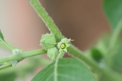 Withania somnifera